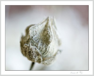 _MG_6755 copie.jpg