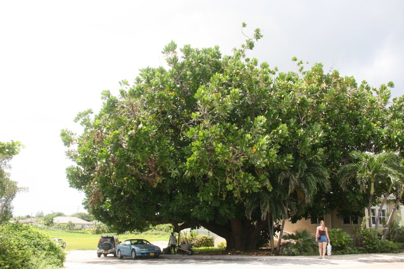 Hug tree from a far