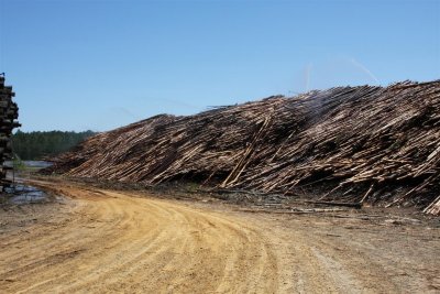 Trees harvested for making paper