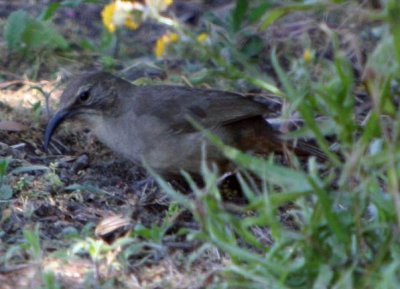 California Thrasher.jpg