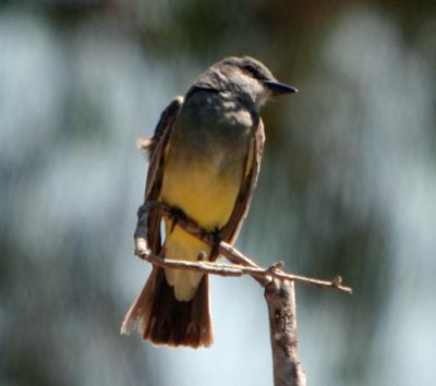 Cassins Kingbird.jpg