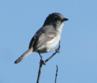 Gray Vireo 2.JPG