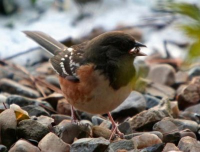 Spotted Towhee in LR