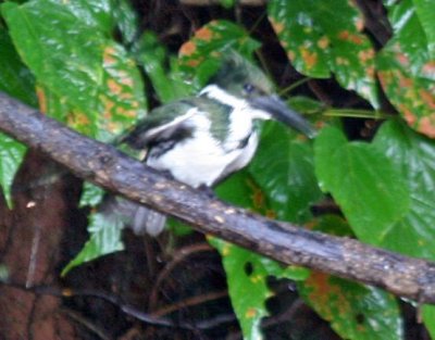 Amazon Kingfisher female