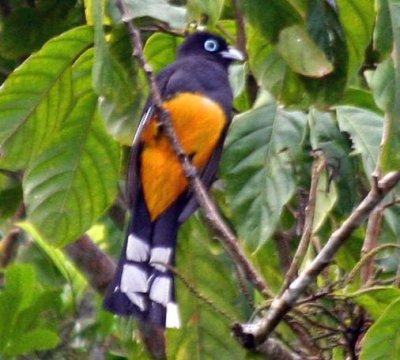 Black-headed Trogon