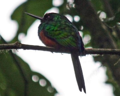 Rufous-tailed Jacamar