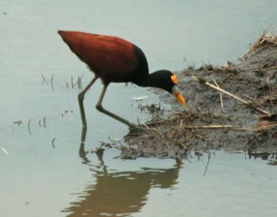 Northern Jacana