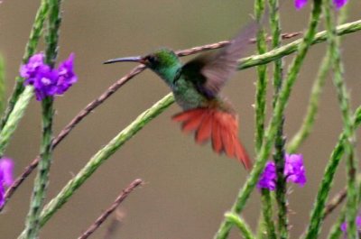 Rufous-tailed Hummer