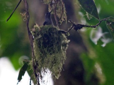 Violet-headed Hummingbird on nest