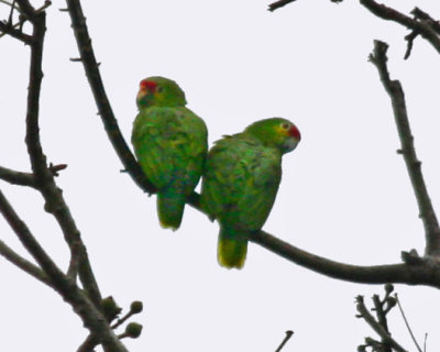 Red-lored Parrots