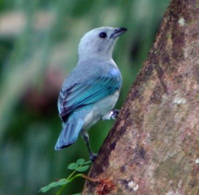 Blue gray Tanager