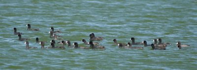 American Coots