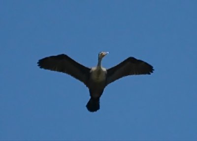 Double-crested Cormorant