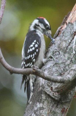 Downy woodpecker male