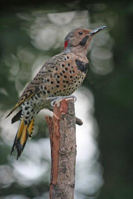 Northern Flicker- Yellow Shafted