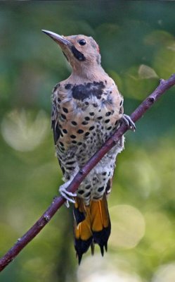 Northern Flicker- Yellow shafted