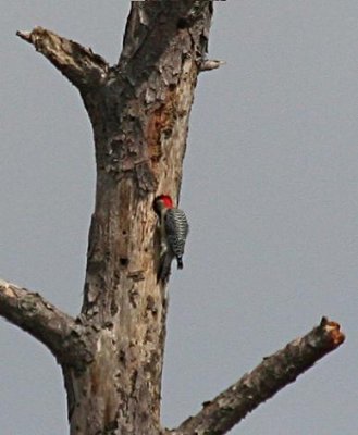Red-bellied Woodpecker excavating a cavity