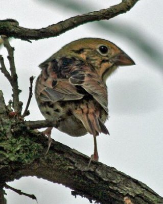 An abundance of Henslow's Sparrows