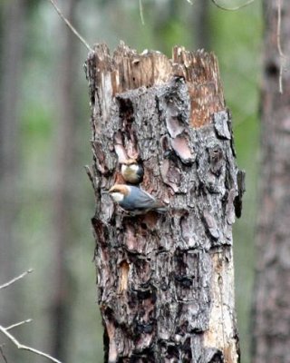 Brown-headed Nuthatches