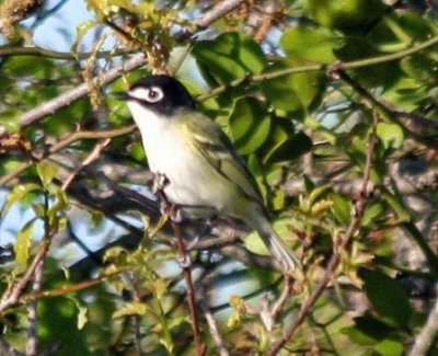 Black-capped Vireo
