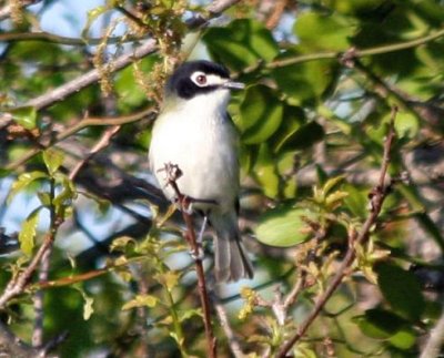 Black-capped Vireo