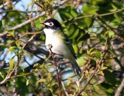 Black-capped Vireo singing