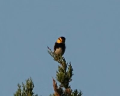 Golden-cheeked Warbler