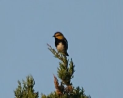 One of the Golden-cheeked Warblers