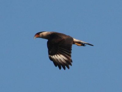 later that day: Crested Caracara
