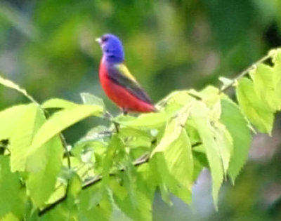 Painted Bunting- Terry L&D