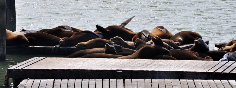 Pier 39 Seals 1
