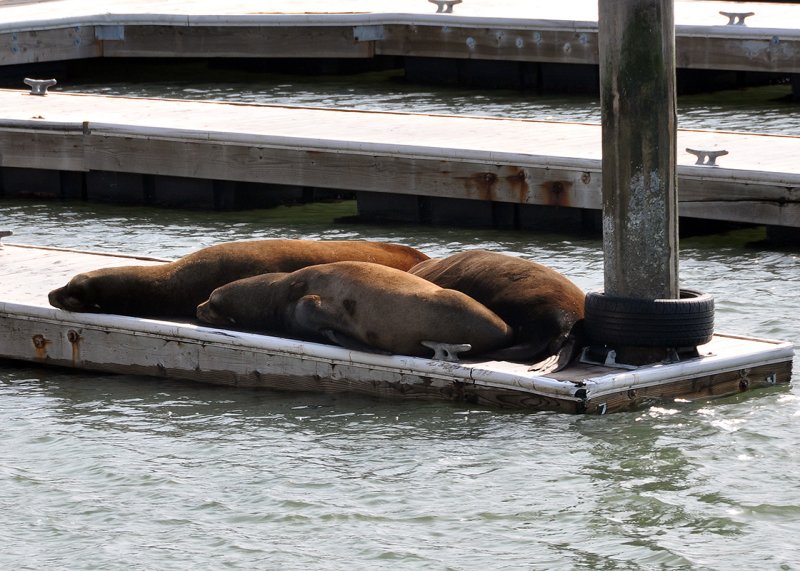 Pier 39 Seals 2