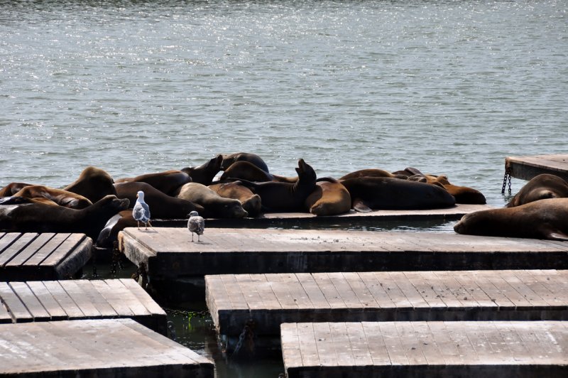 Pier 39 Seals - 4
