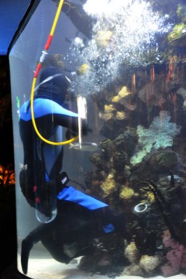 Rainforest Cafe - Fish Tank  Cleaner