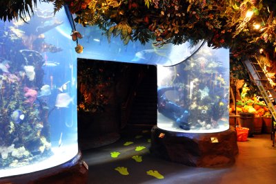 Rainforest Cafe - Fish Tank