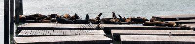 San Francisco Pier 39 Seals