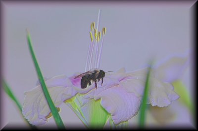Pastel Bumblebee