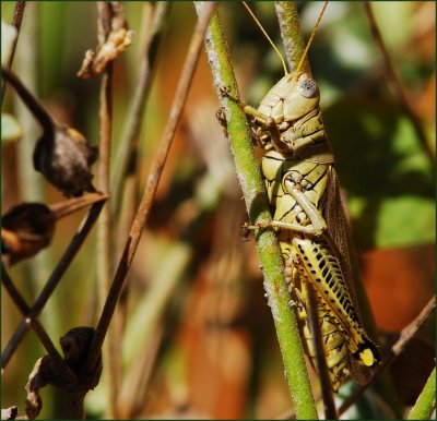 grasshopper or Loctus?