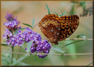 Don't know the species of this butterfly, But, Couldn't pass up the oppertunity of the photo