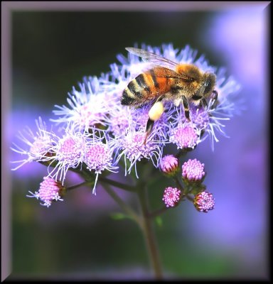 Honeybee on foam flower