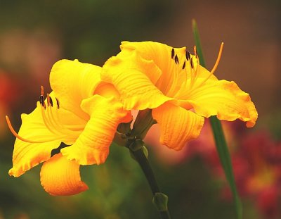 Marys Gold