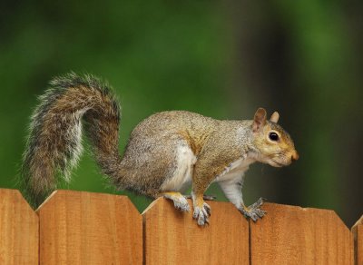 Squirrel crossing the fence