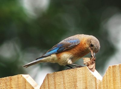 Male BlueBird with a treat for his chicks