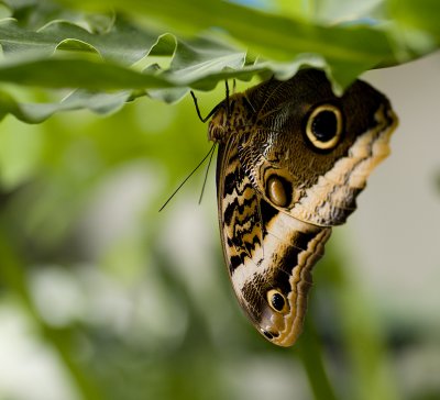 Butterfly