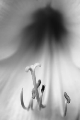 jardin_botanique_2010