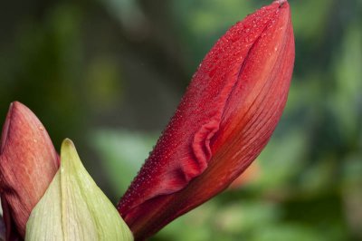 jardin_botanique_2010
