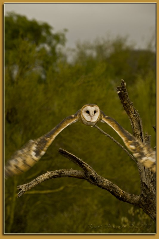 Barn Owl 4