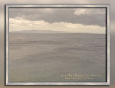 Whales