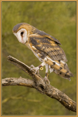 Barn Owl 2