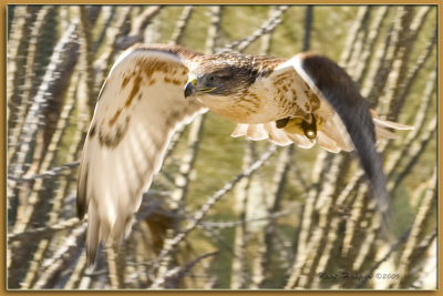 Ferruginous Hawk 3